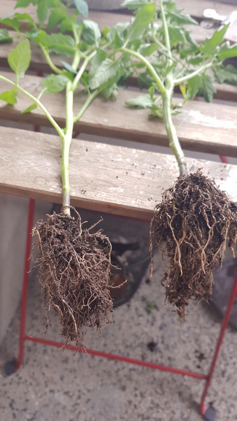 Root Systems Expand Faster