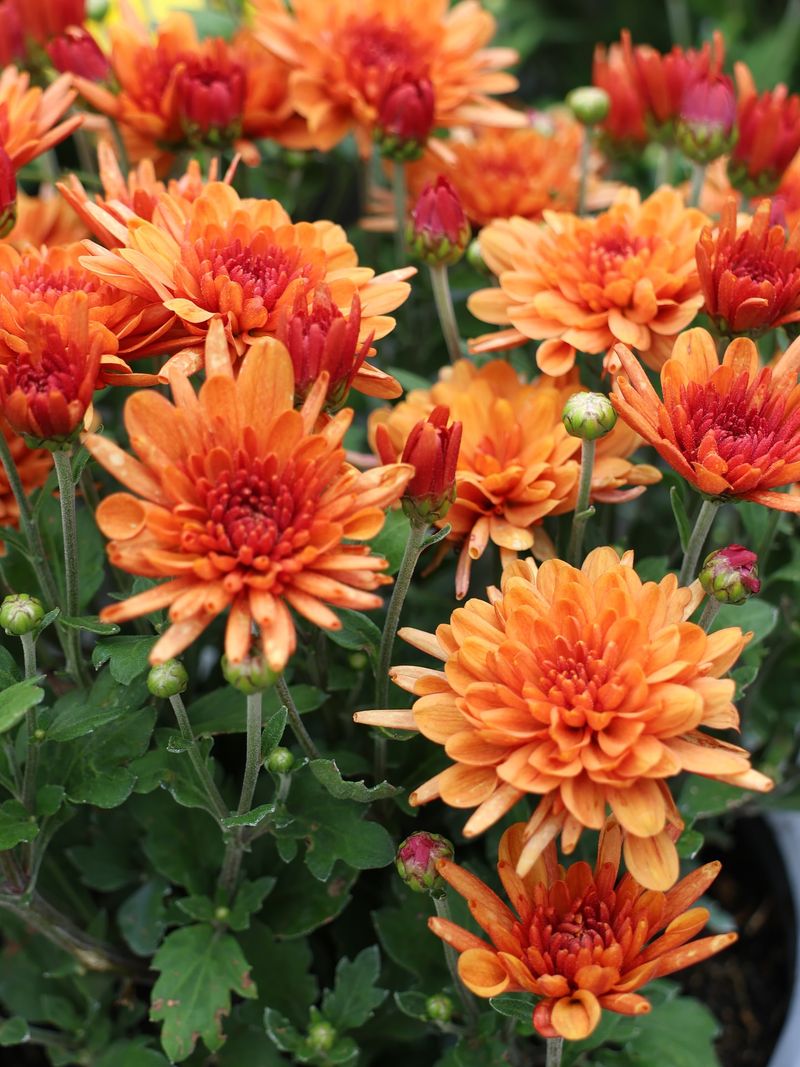 Deadhead Faded Blooms Regularly