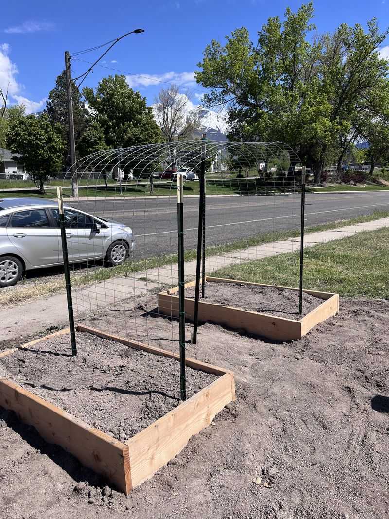 Install Cages Early In The Growing Season