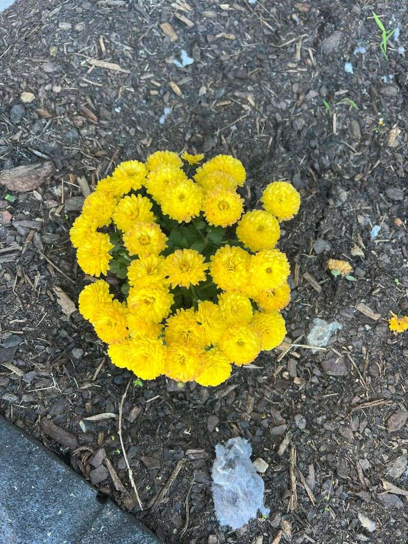 Deadhead Spent Blooms Regularly