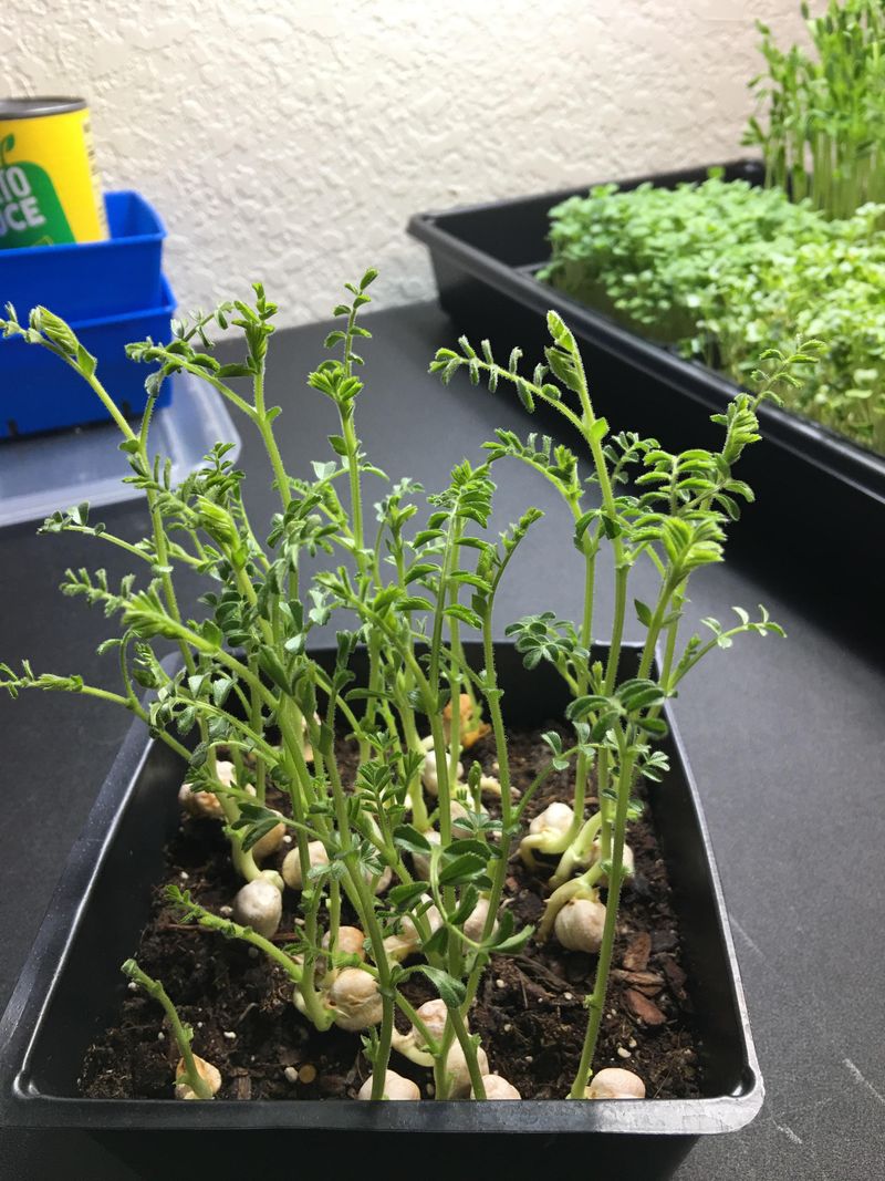 Choose Deep Containers with Good Drainage