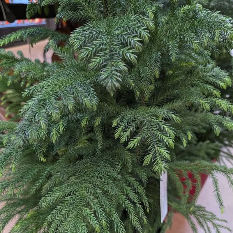 Falling For Artificially Dyed Or Painted Trees