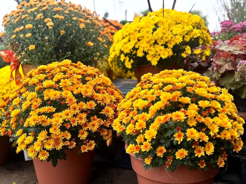 Forgetting To Ask About Hardiness And Care Requirements