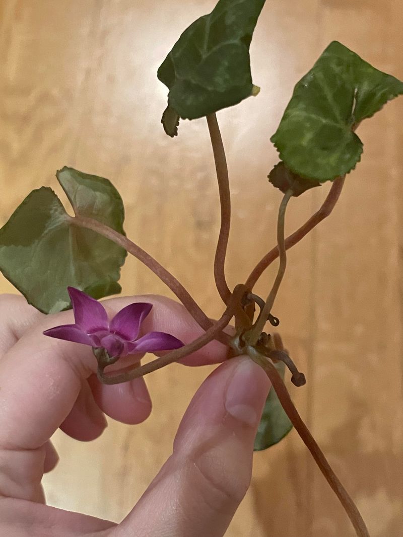 Falling For Stressed-Out Specimens