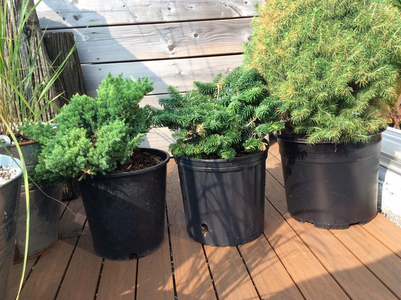 Dwarf Conifers