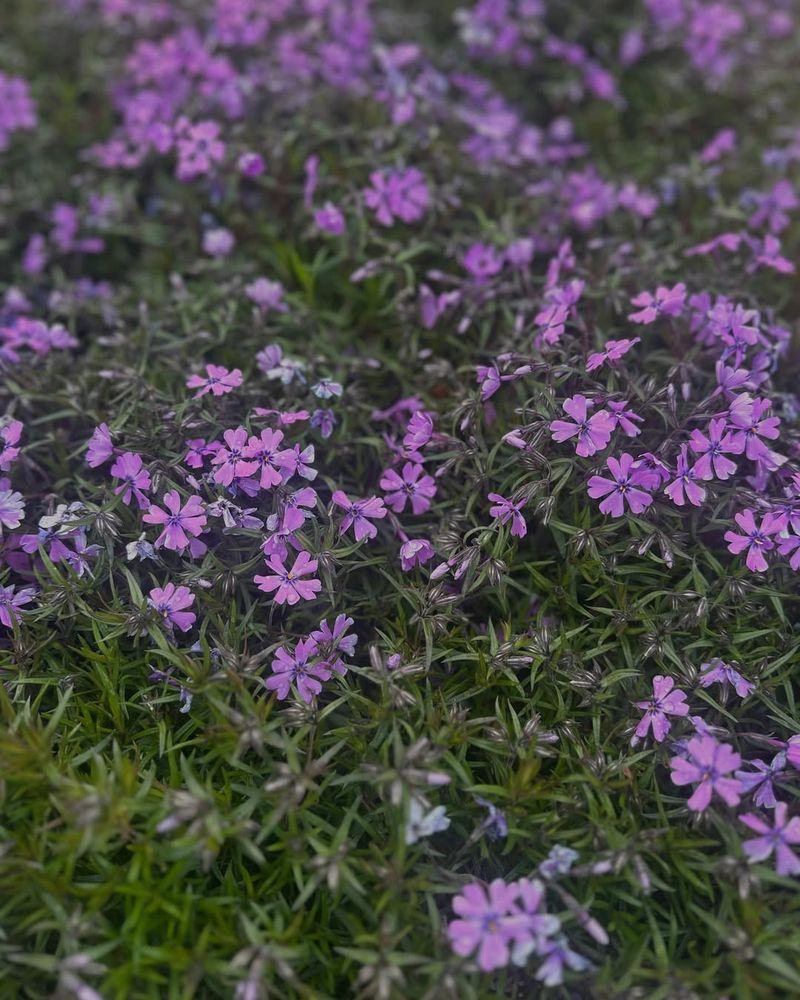Creeping Phlox (Phlox subulata)