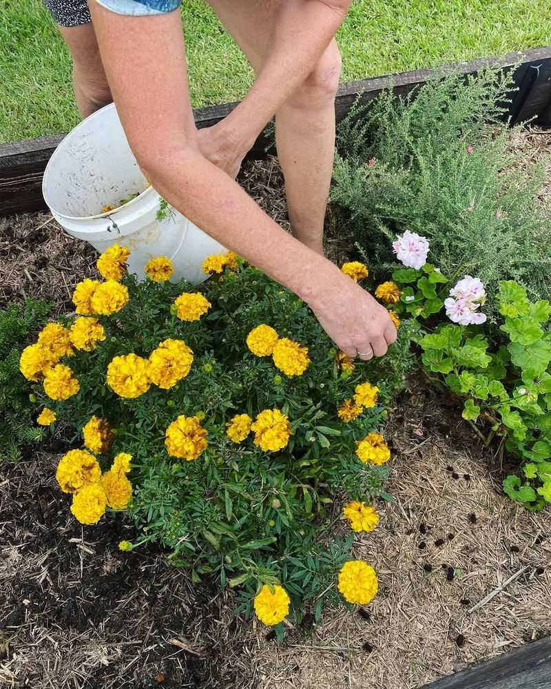 Oklahoma's Heat Makes Deadheading Essential