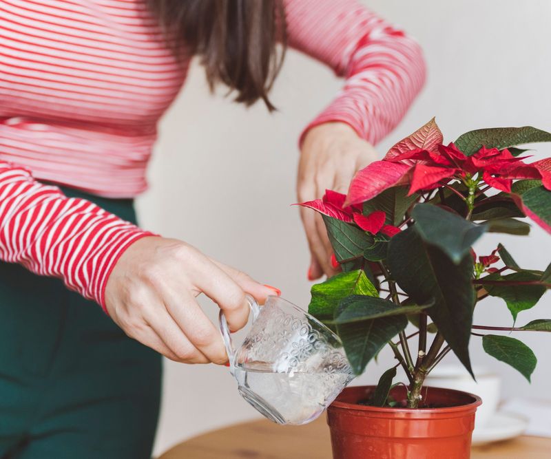 Consistent Watering Prevents Leaf Drop