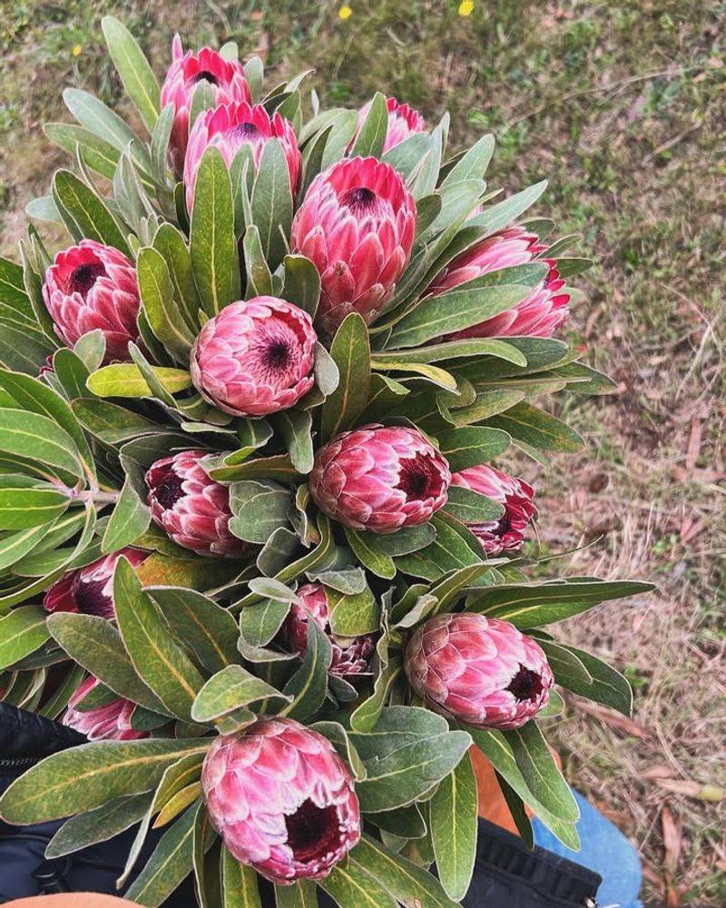 Pink Ice Protea (Protea grandiceps)