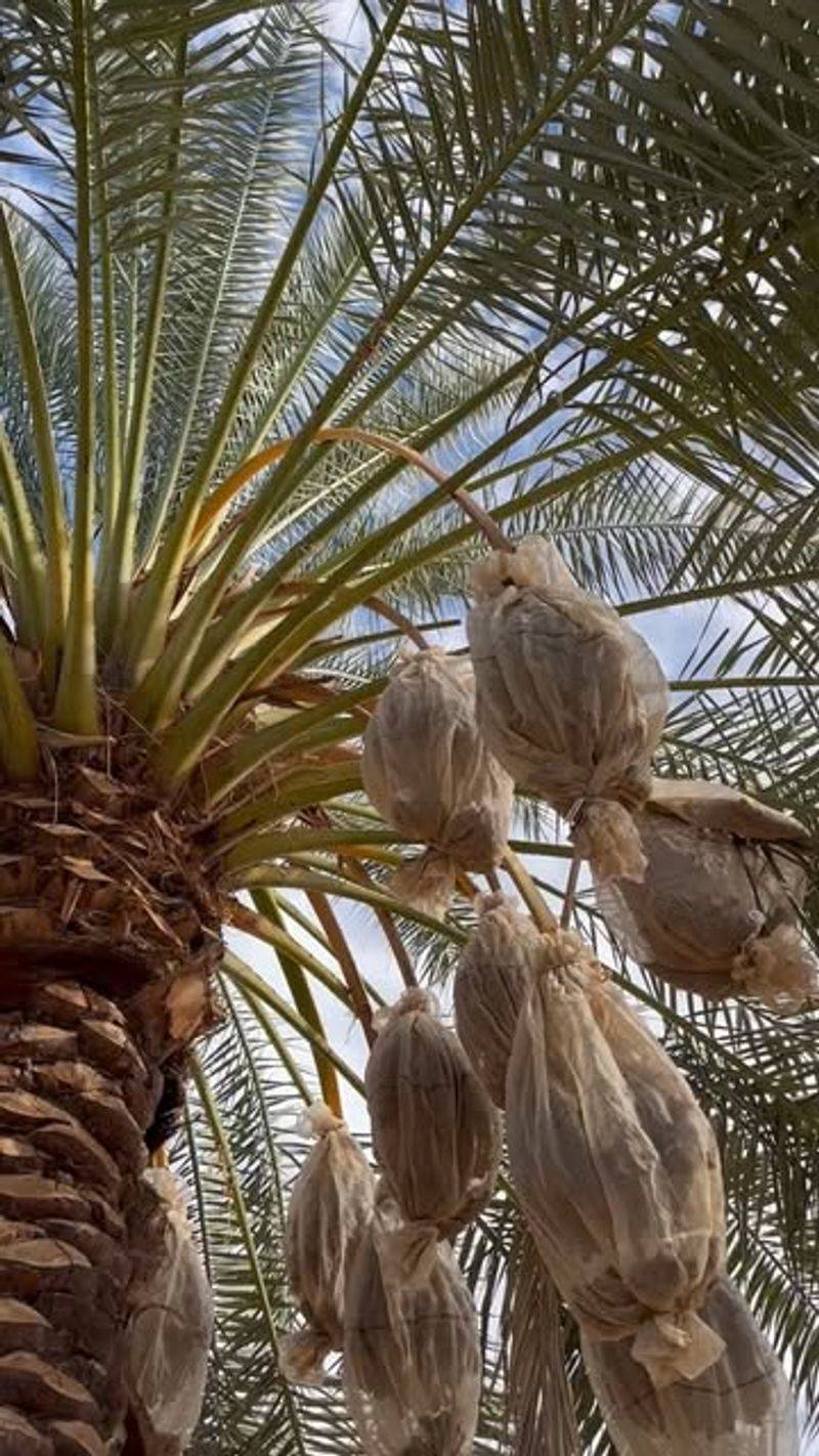 Date Palm Offshoots