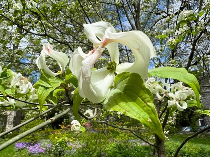 Flowering Dogwood With Dogwood Anthracnose