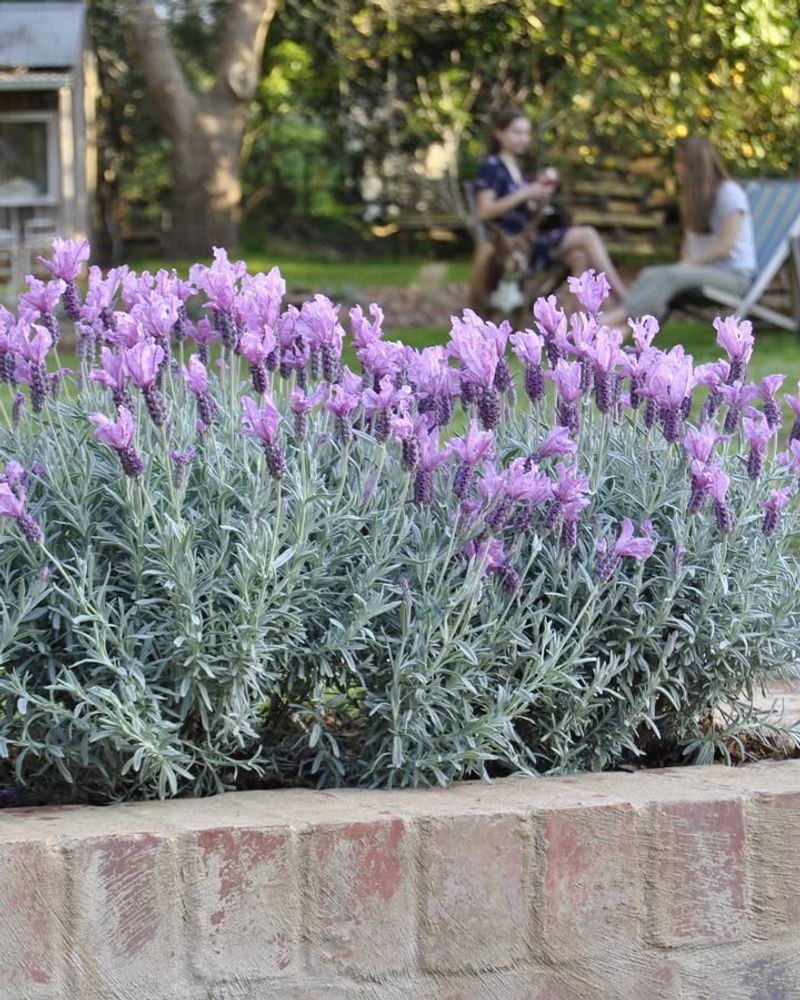Lavender's Second Flush Appears