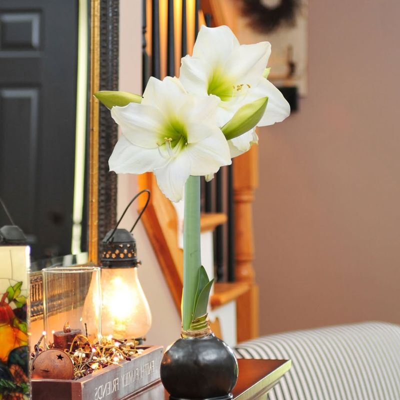 White Bud Tips Mean Pure Blooms