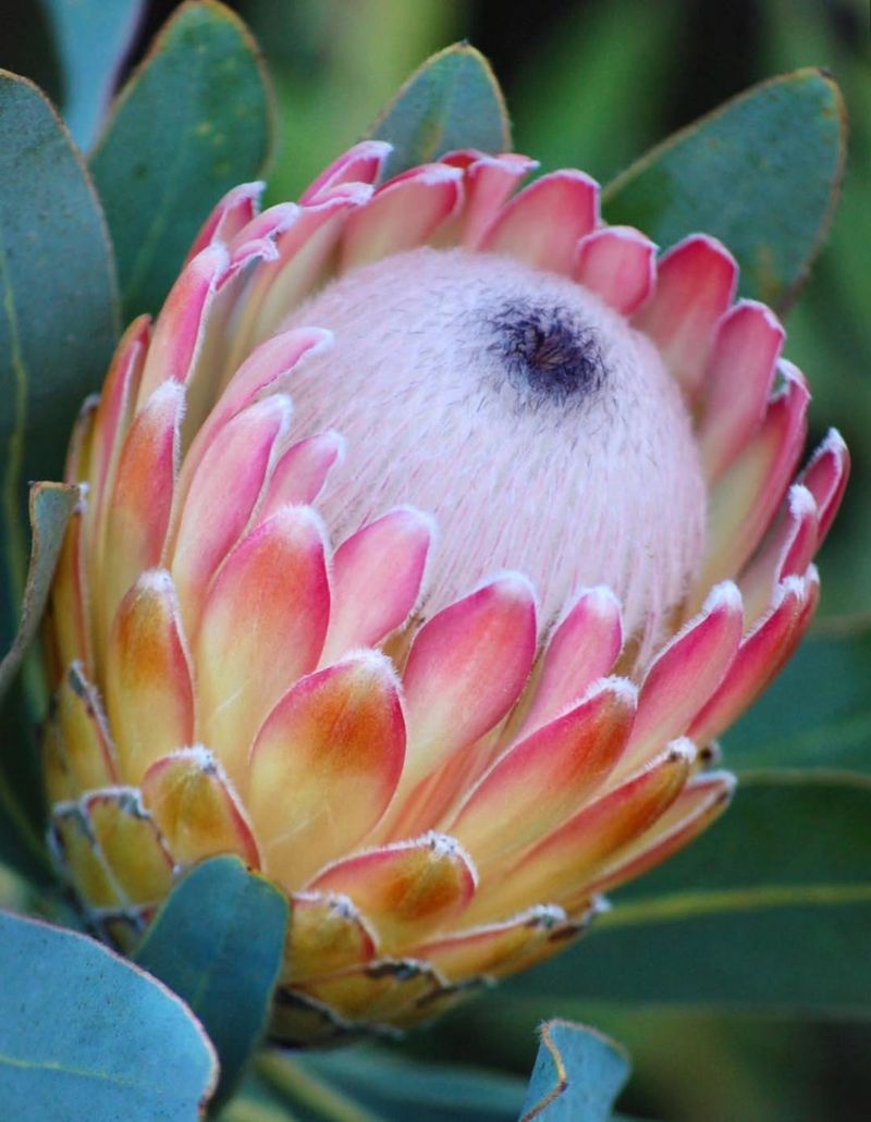 Susara Protea (Protea magnifica)