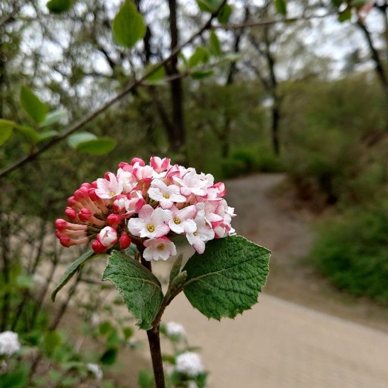 Incredible Fragrance That Fills Your Entire Yard