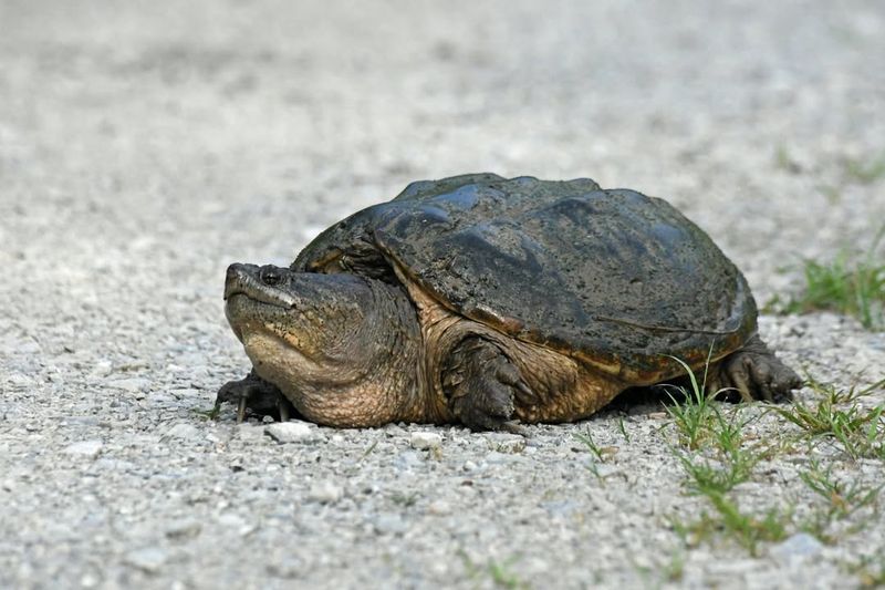 Snapping Turtle