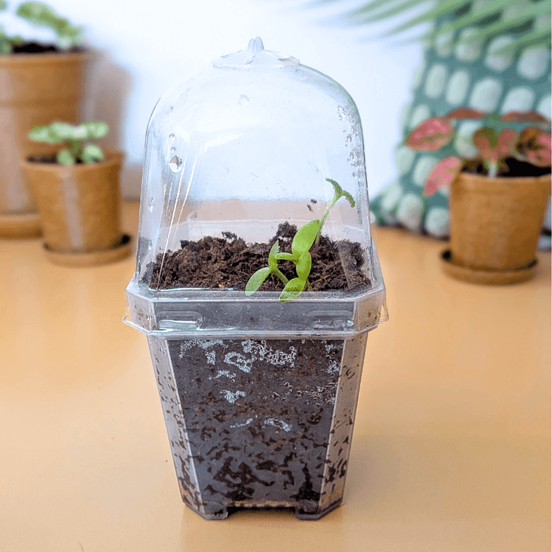 Create A DIY Humidity Tent