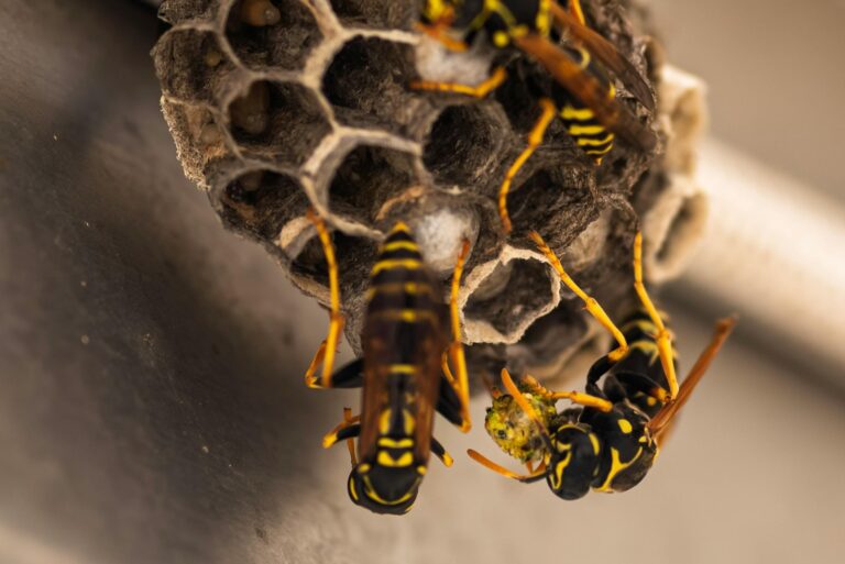wasp nest
