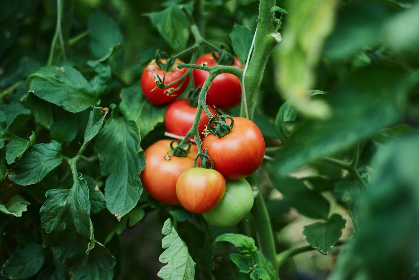 Places You Should Avoid For Tomato Planting In Arkansas, According To Experts