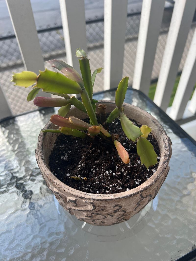 Overwatering During Dormancy