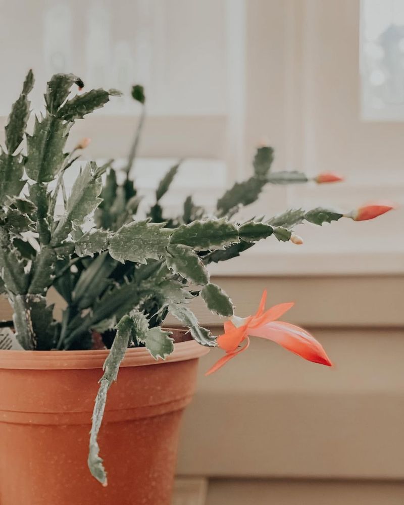 Forgetting About Holiday Heating Systems