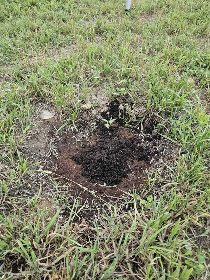 Use Coffee Grounds In Gopher Tunnels