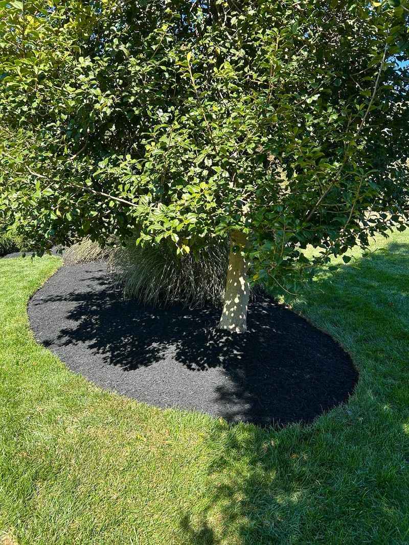 Mulch Around Trees And Shrubs