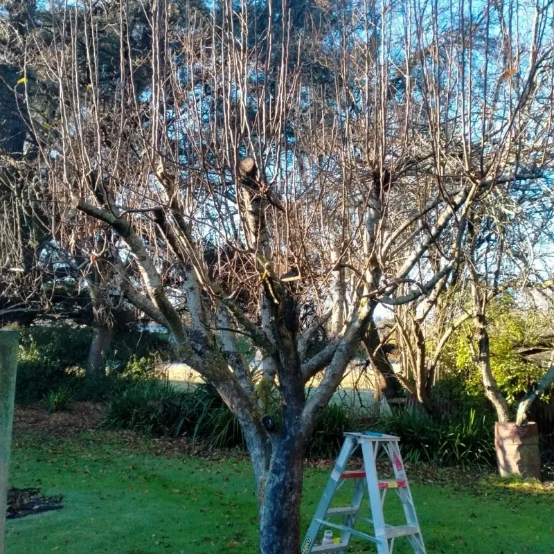 Prune Dormant Fruit Trees