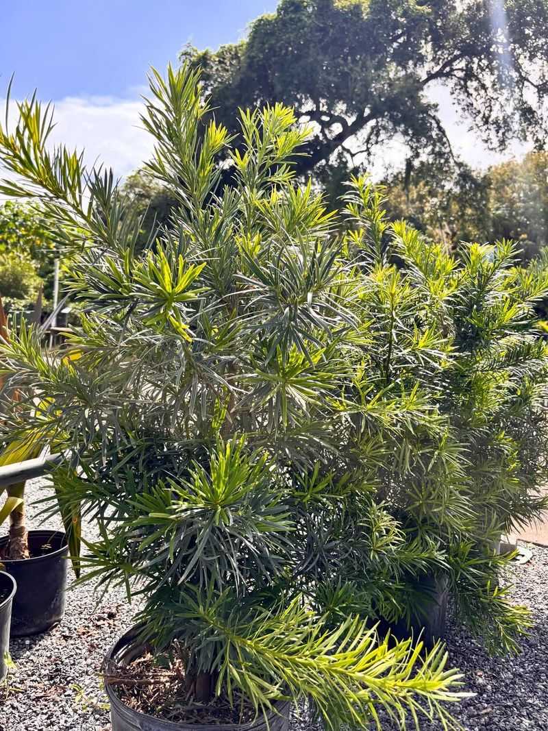 Tend To Evergreen Shrubs