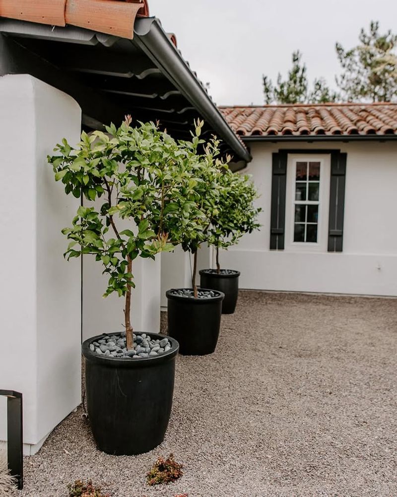 Add Citrus Trees For Year-Round Appeal