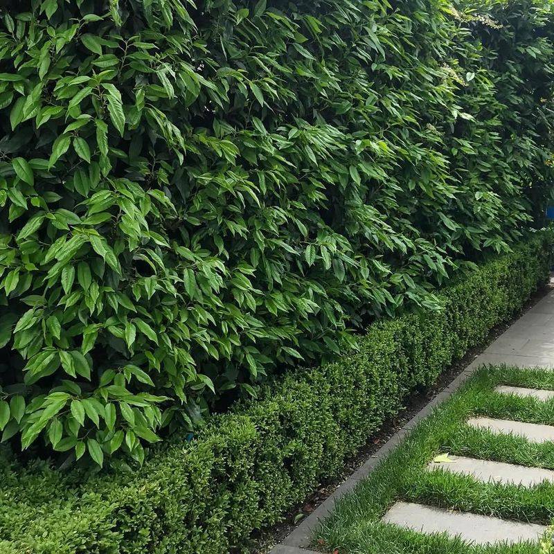 Create Layered Hedge Rows