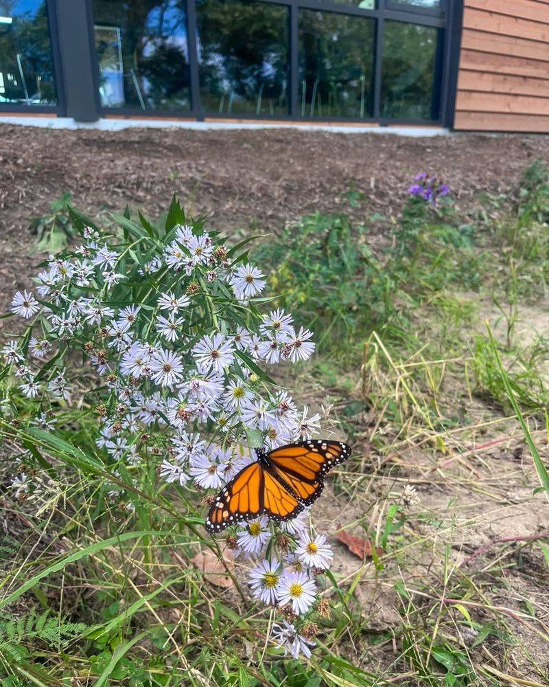 Join Community Science Projects To Track Butterflies