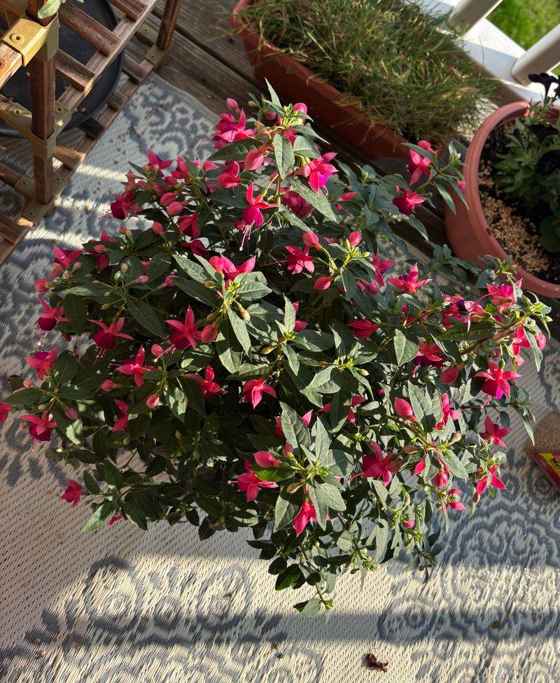 Maintain Consistent Moisture Levels