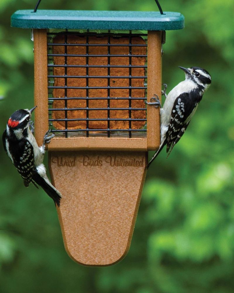 Add Suet Feeders For High Energy