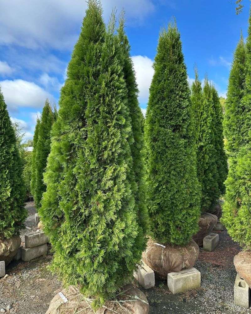 Add Evergreens For Winter Structure