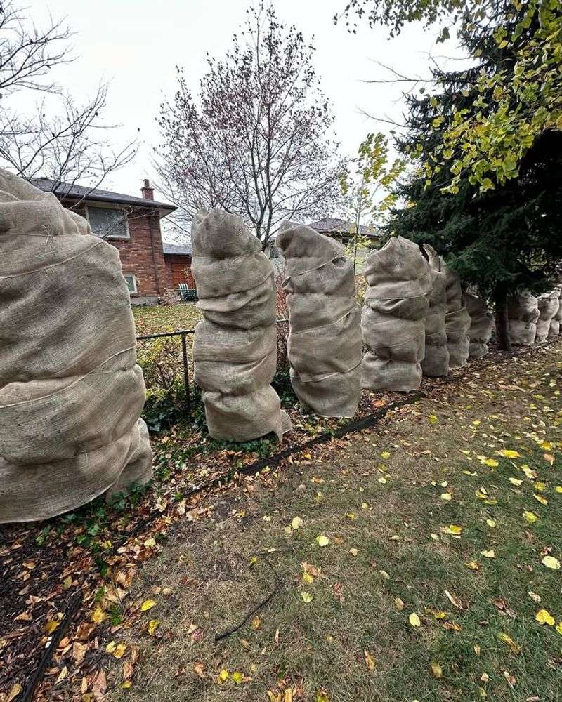 Protect Tender Plants and Shrubs