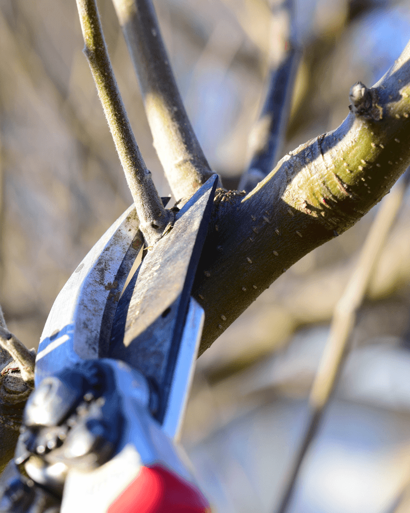 Prune Dormant Trees And Shrubs