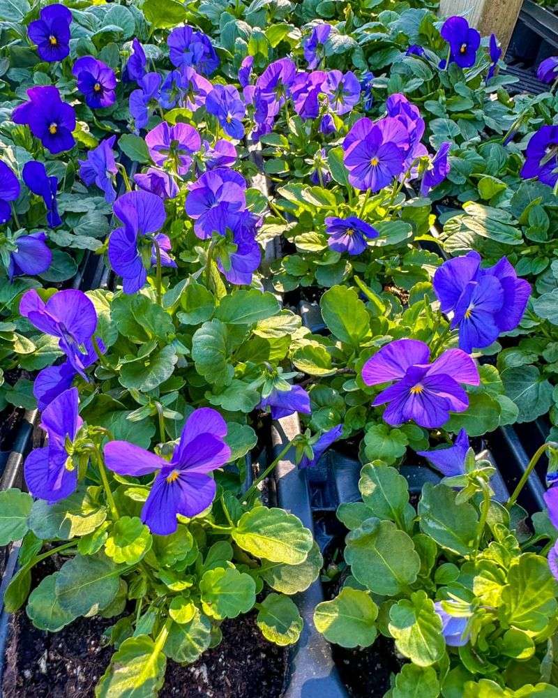 Pansies Need Sunlight Even In Winter