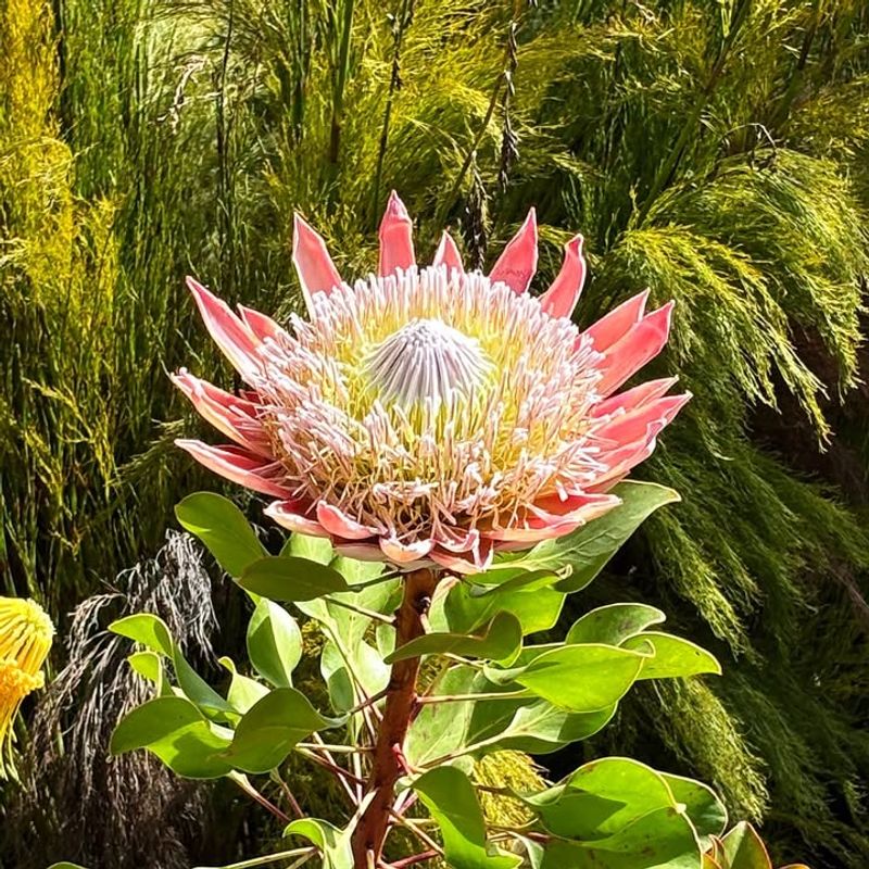 King Protea (Protea cynaroides)