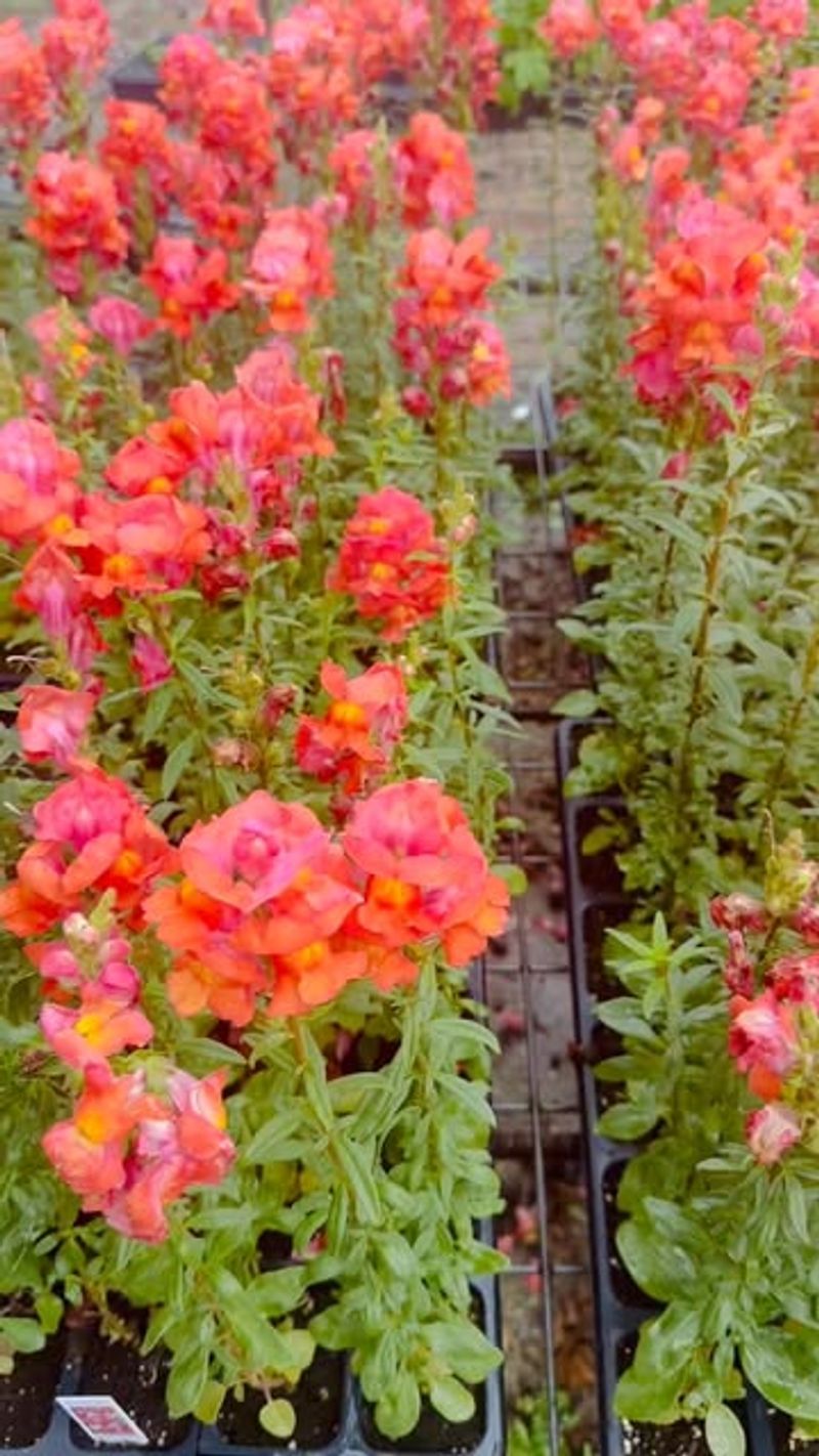 Water Deeply but Not Too Often