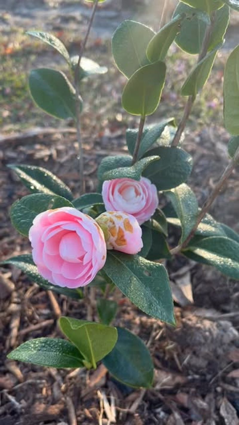 Apply Thick Mulch Layers