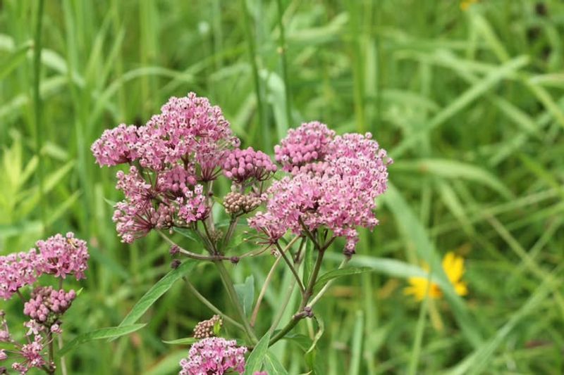 Milkweed Blooms Add Beautiful Color To Your Landscape