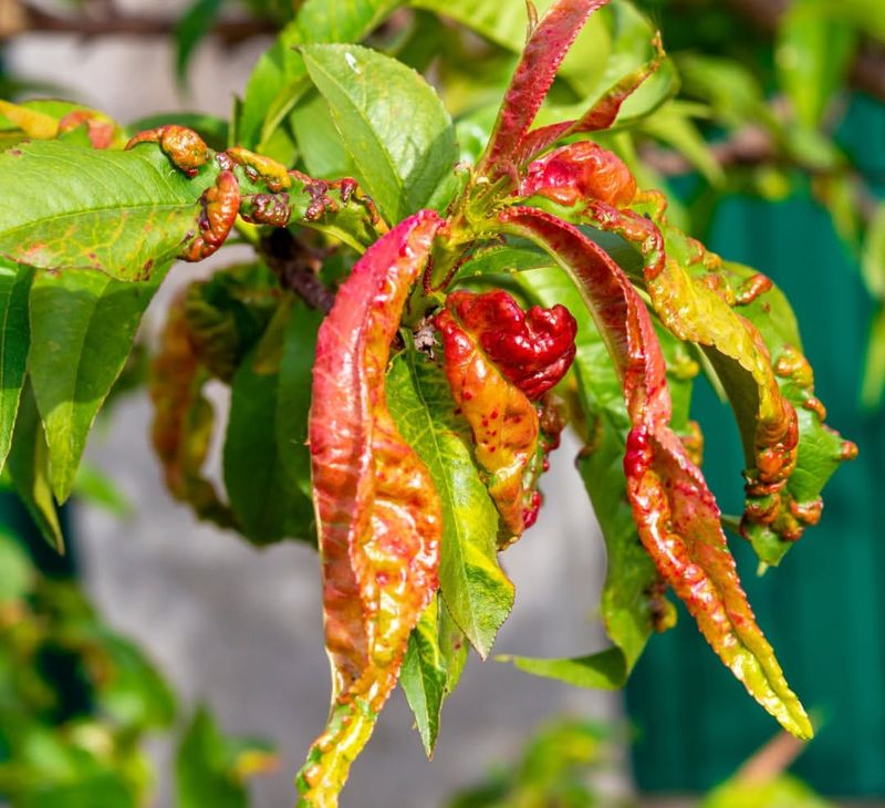 Leaving Diseased Fruit On Trees