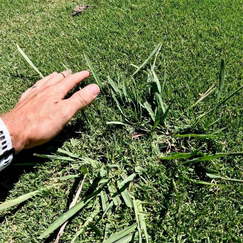 Neglecting Weed Control In Fall