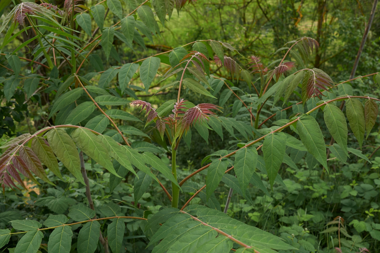 Planting This One Tree Could Invite Lanternflies Into Georgia Yards