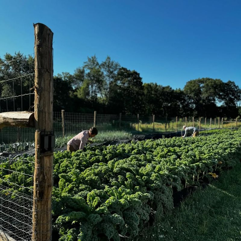 Continuous Harvesting Extends Your Bounty