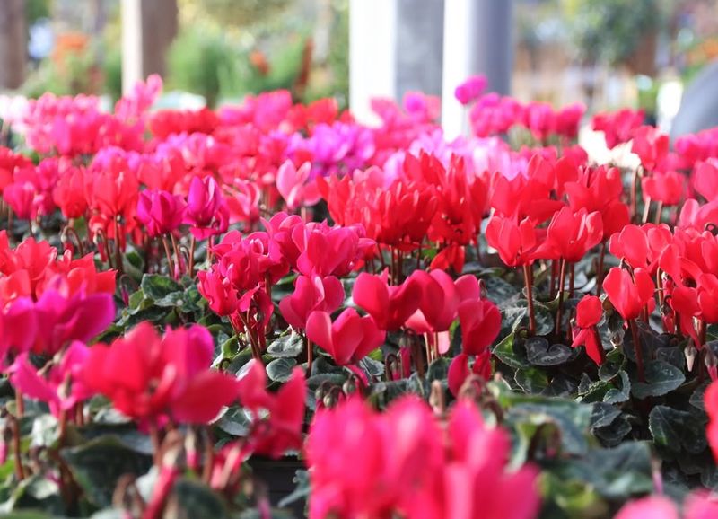 Choosing Full Sun Locations