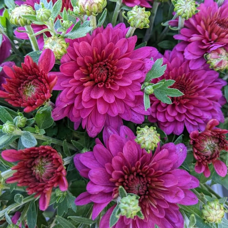 Choosing The Wrong Mum Variety