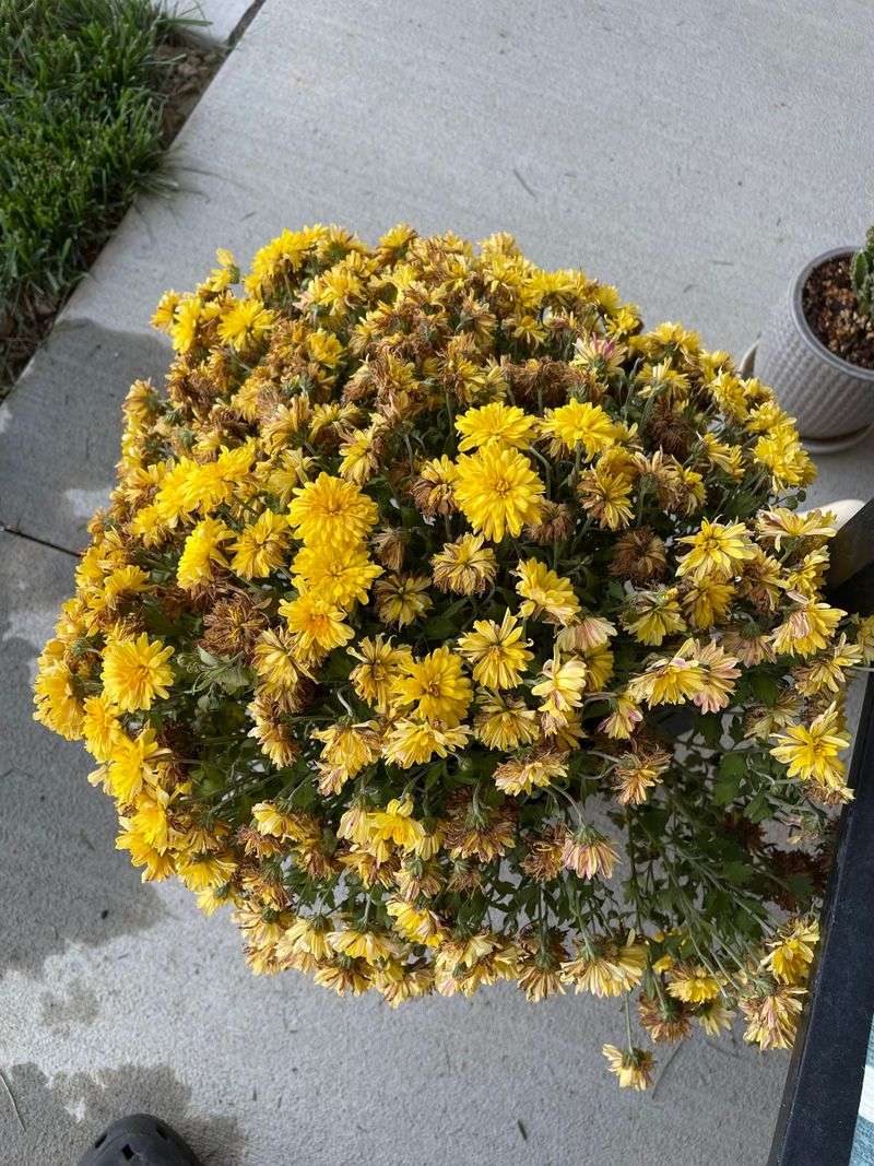 Skipping Regular Watering