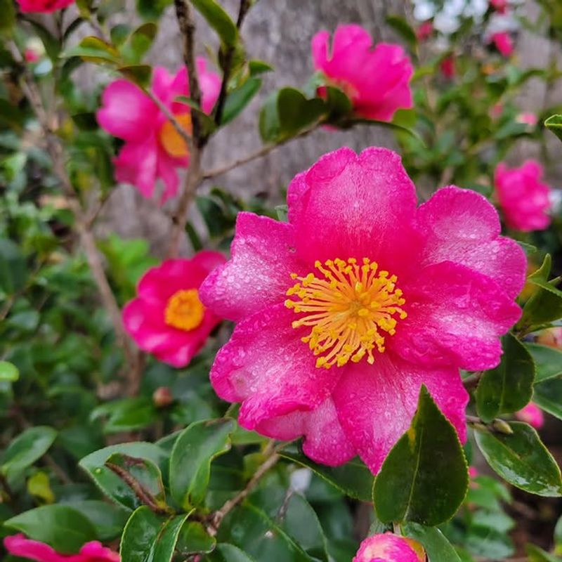 Reduced Risk of Fungal Diseases and Mold Growth